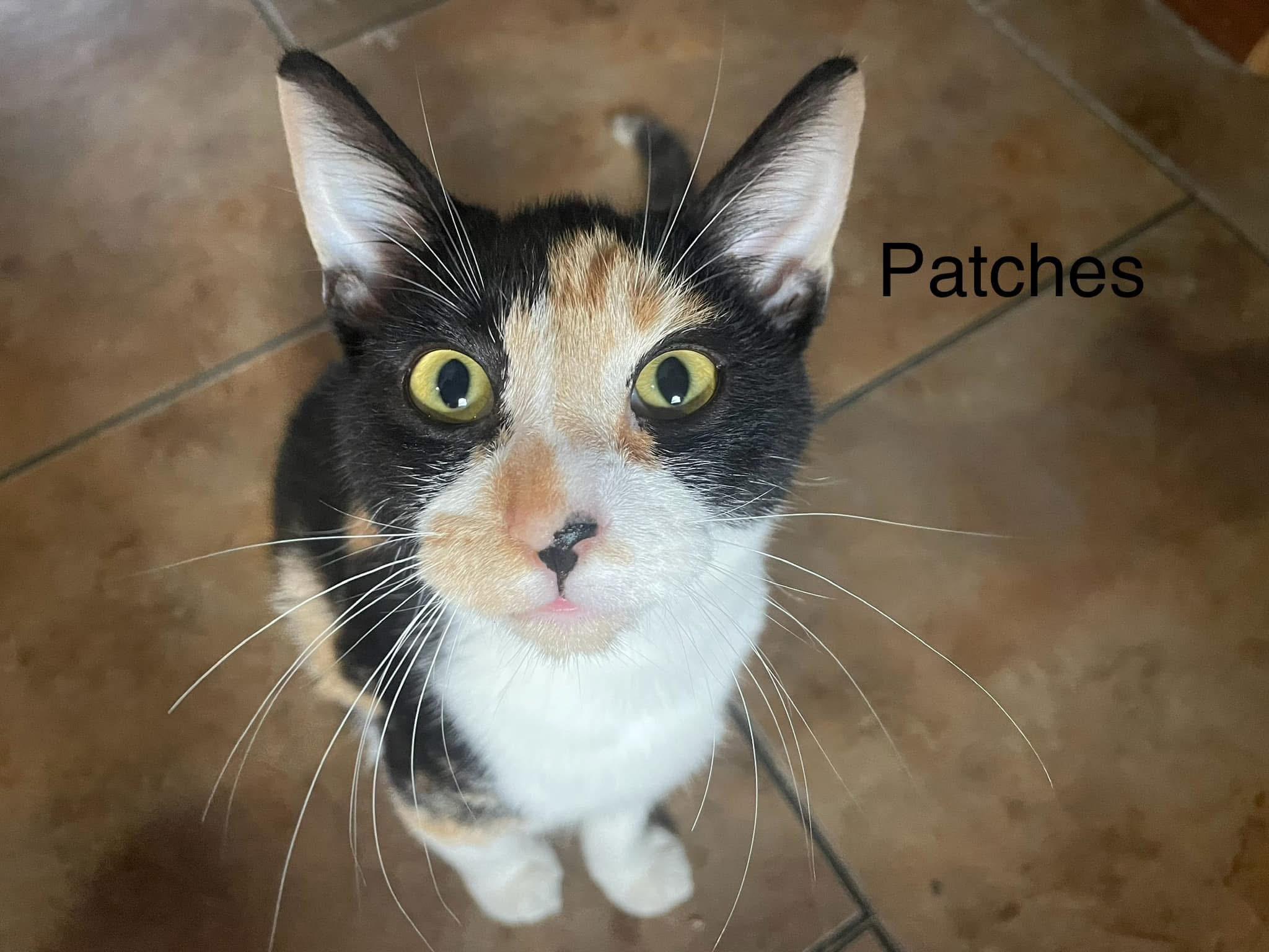 Patches, a Adoptable Domestic Short Hair in Broken Arrow, OK image 2/2