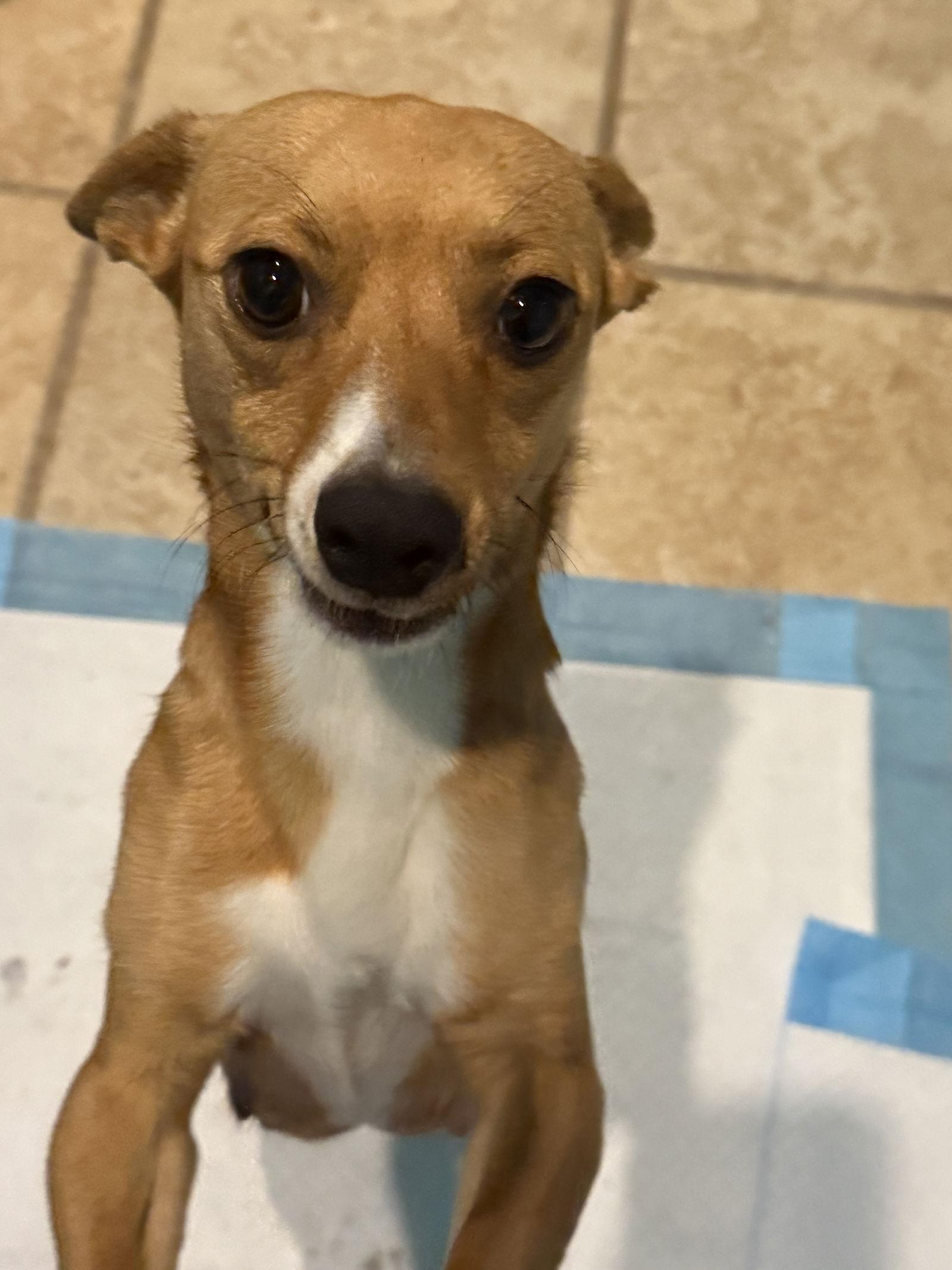 Delilah, Adopted, Adult Female Chihuahua.