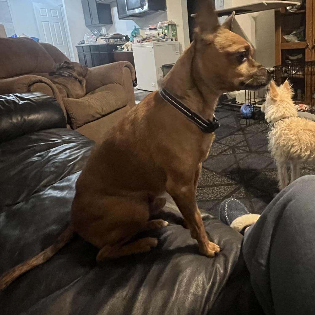 Brownie, Adoptable, Senior Male Chihuahua & Mixed Breed.