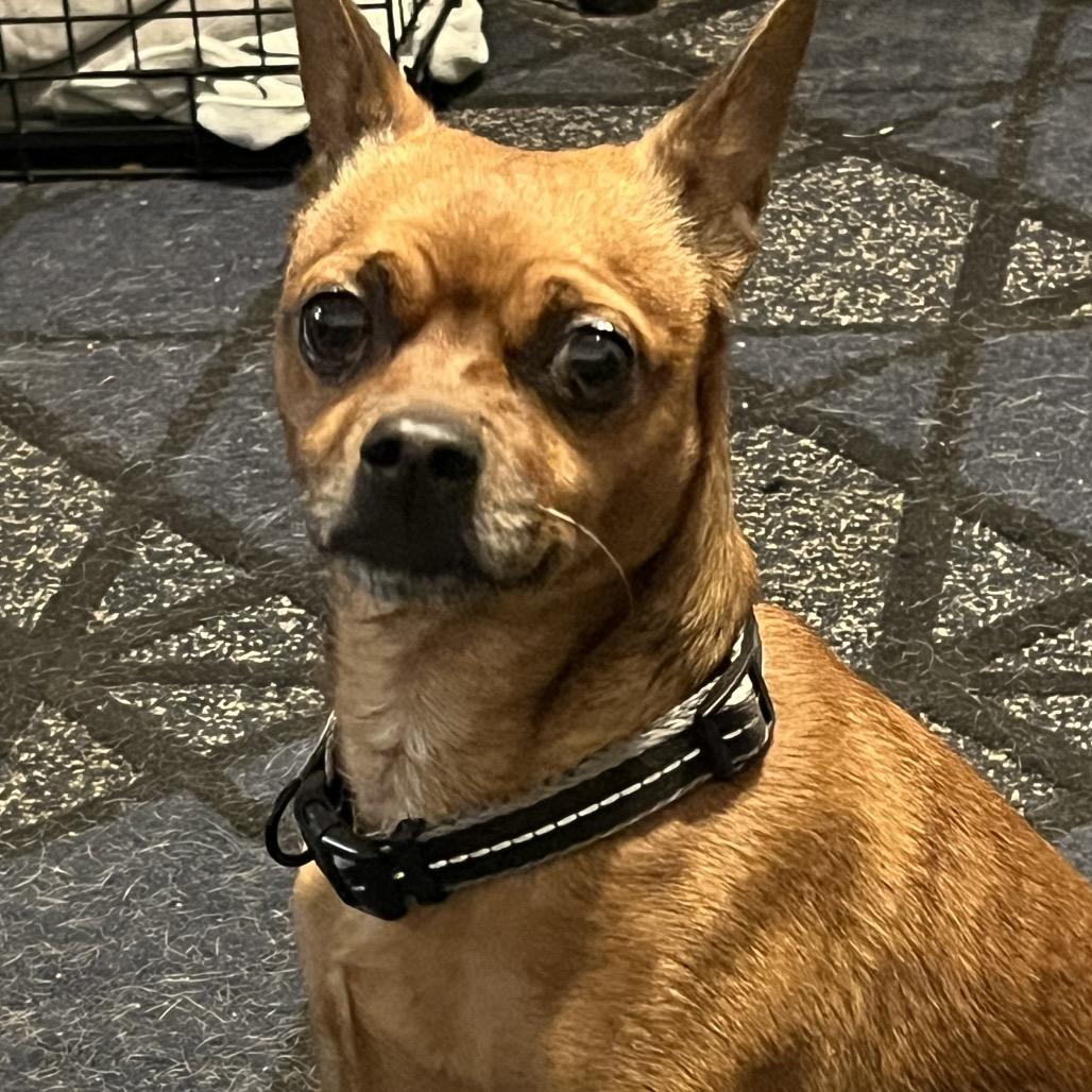 Brownie, a Adoptable mixed breed in Farmersville, OH image 2/4