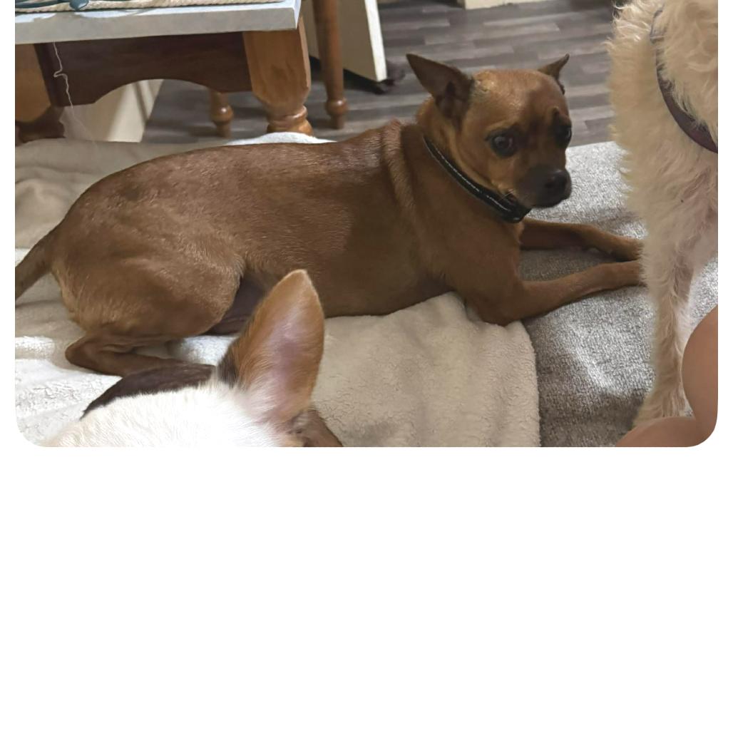 Brownie, a Adoptable mixed breed in Farmersville, OH image 3/4