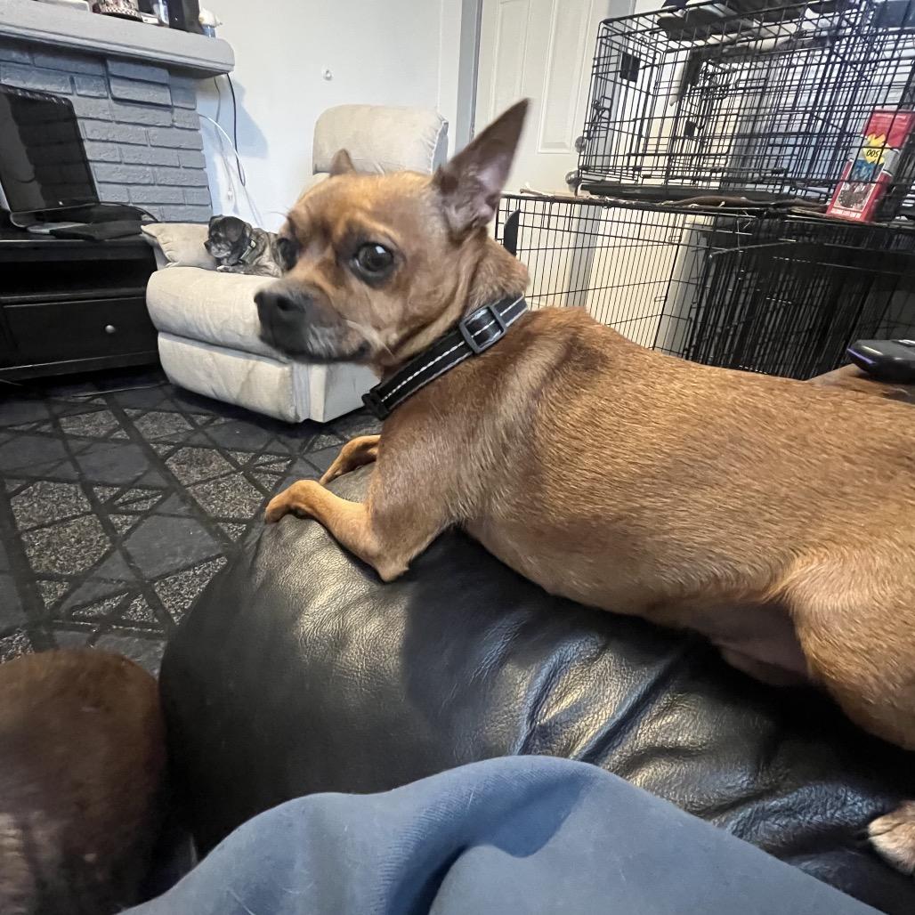 Brownie, a Adoptable mixed breed in Farmersville, OH image 4/4