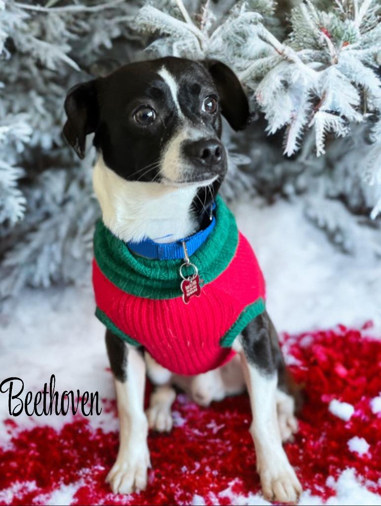 Beethoven thumbnail 2