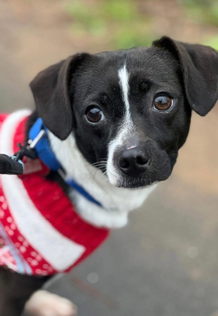 Beethoven thumbnail 3