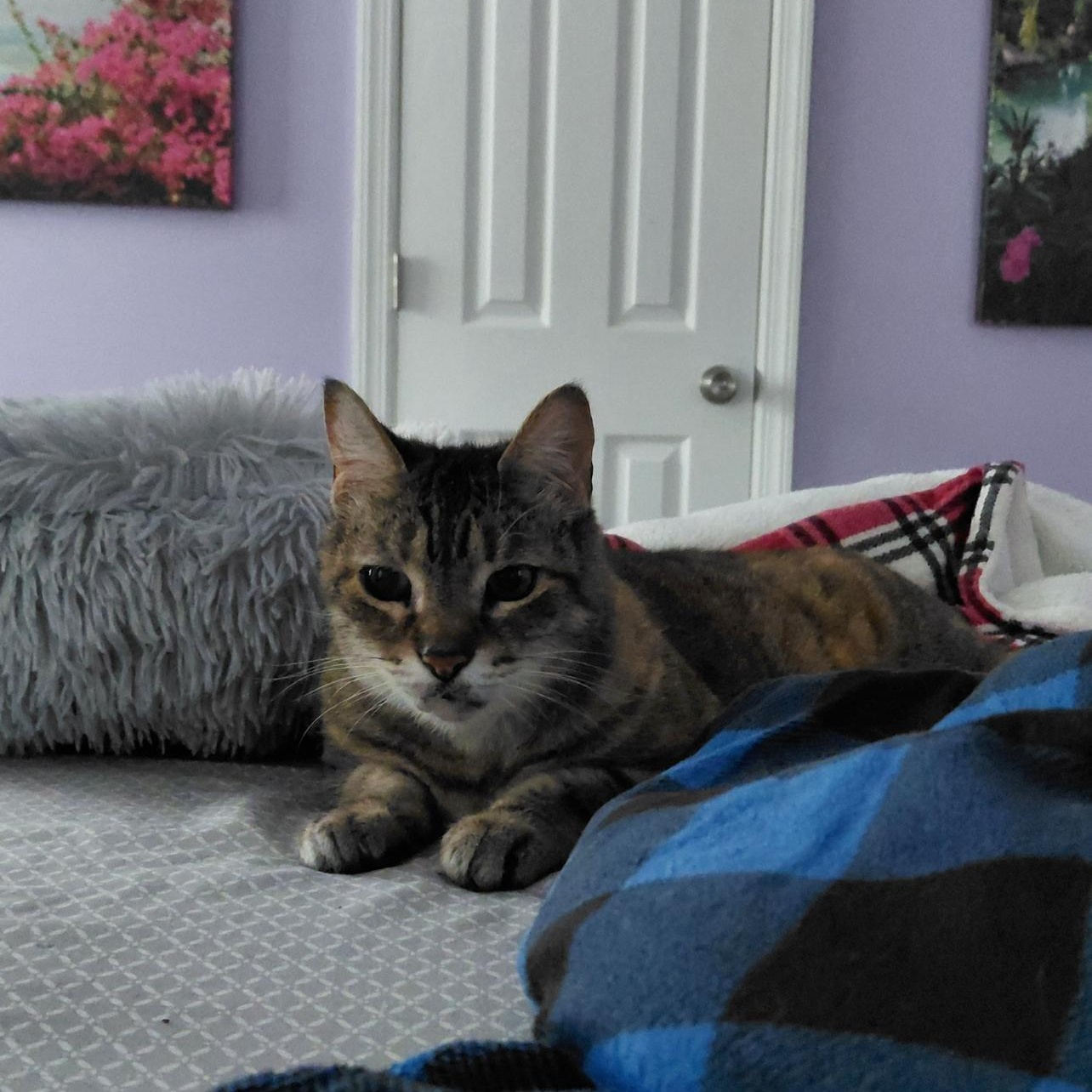 Sally, Adoptable, Senior Female Domestic Short Hair.
