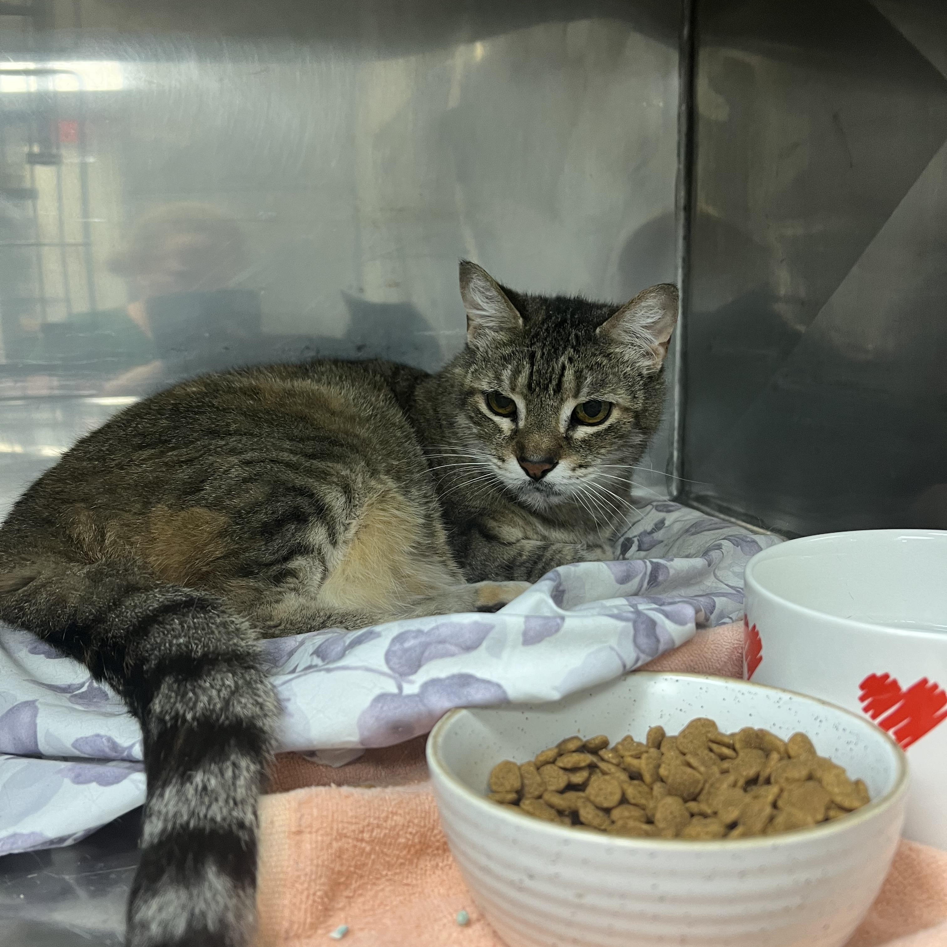 Sally, a Adoptable Domestic Short Hair in Montville, NJ image 2/2