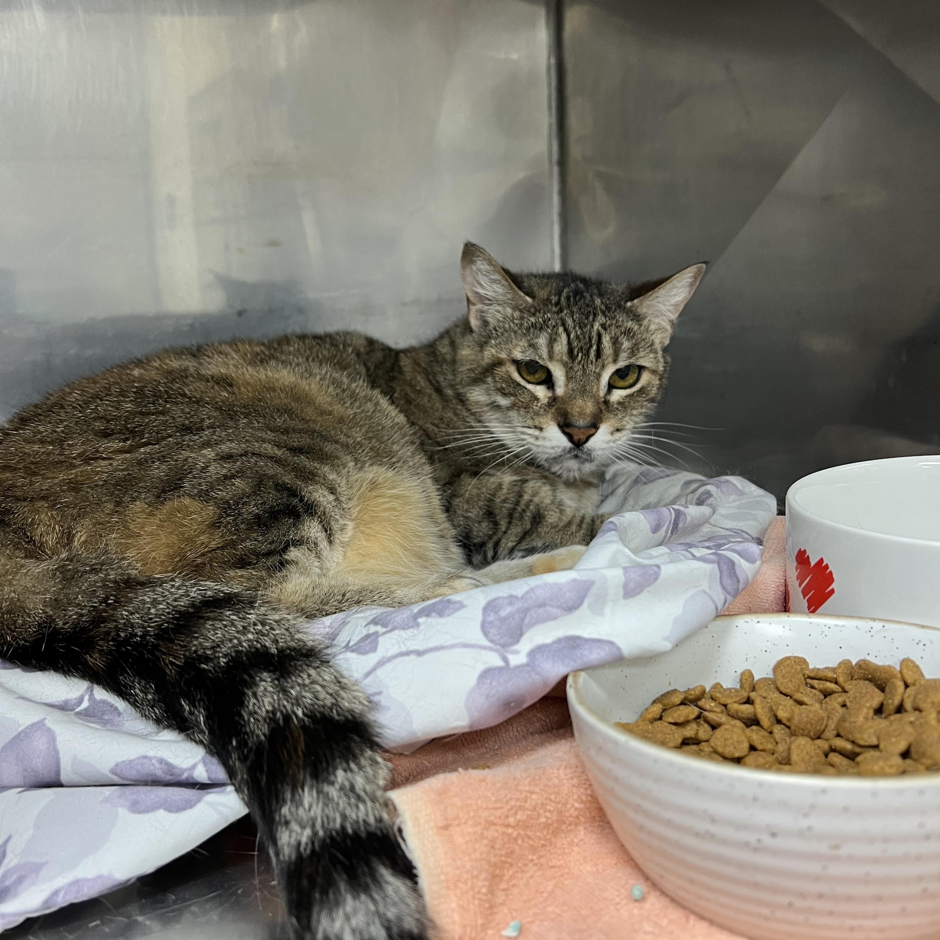 Sally, Adoptable, Senior Female Domestic Short Hair.