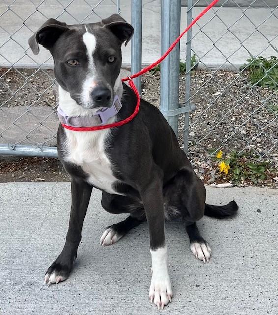 Enlarge 60792634, an adopted Pit Bull Terrier in Elko, NV image 1/1