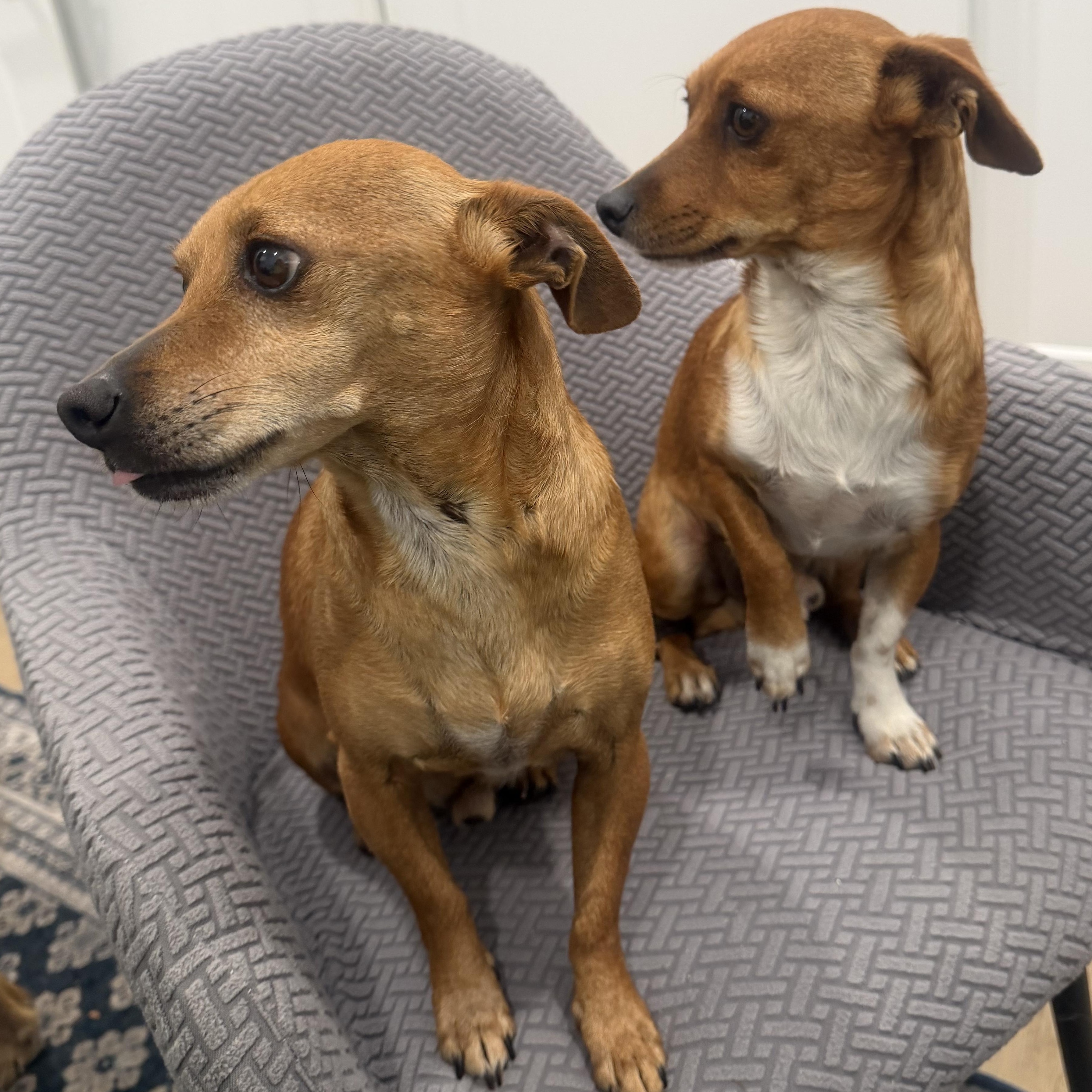 Enlarge Mr. Cutie Draco, a Adoptable mixed breed in Ridgefield, WA image 6/6