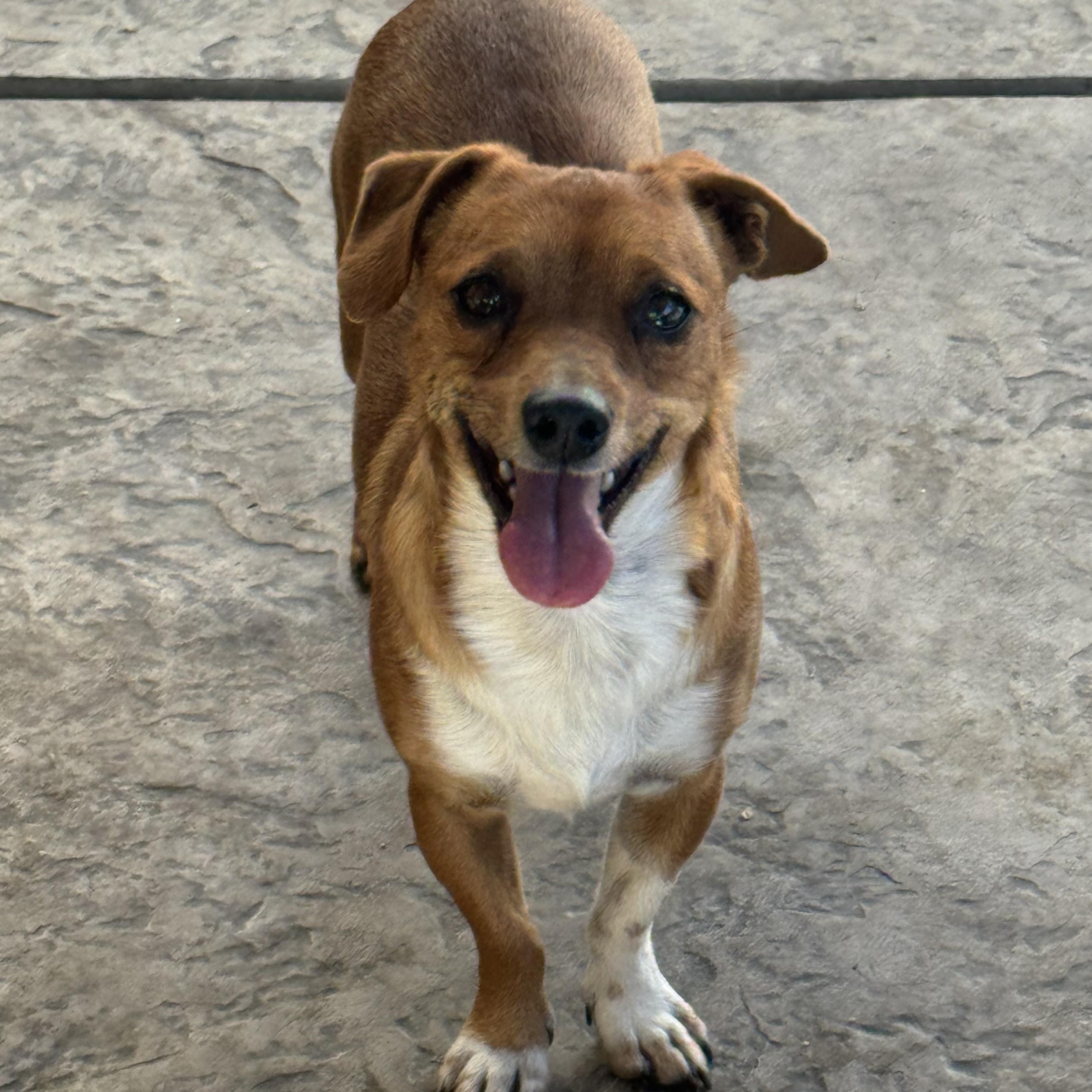 Mr. Cutie Draco, Adoptable, Young Male Dachshund & Chihuahua.