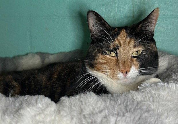 260407 Molly, Adoptable, Adult Female Domestic Short Hair.