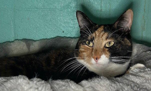 260407 Molly, a Adoptable Domestic Short Hair in Wetumpka, AL image 2/2