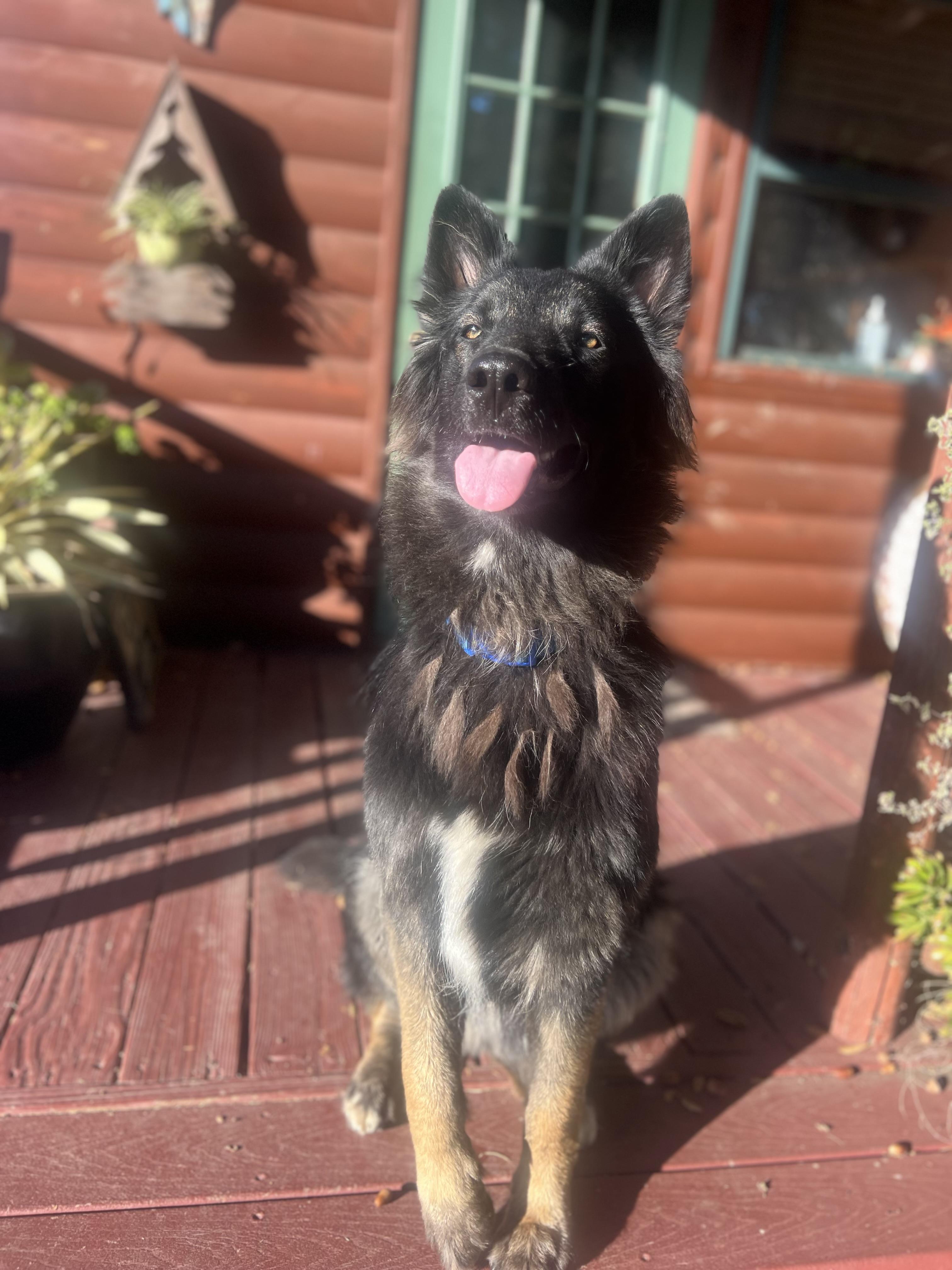 Enlarge Liam, a Adoptable Belgian Shepherd / Tervuren in Oakland, CA image 2/2