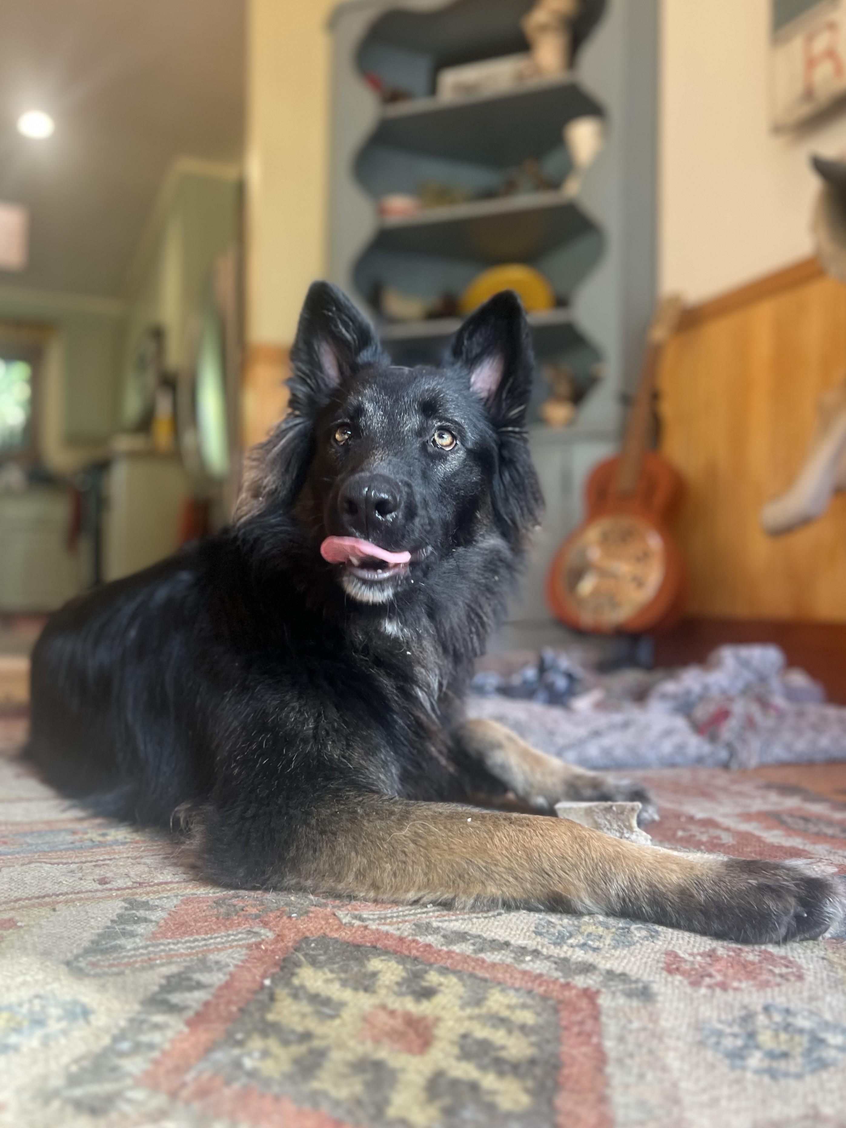 Liam, Adoptable, Young Male Belgian Shepherd / Tervuren.