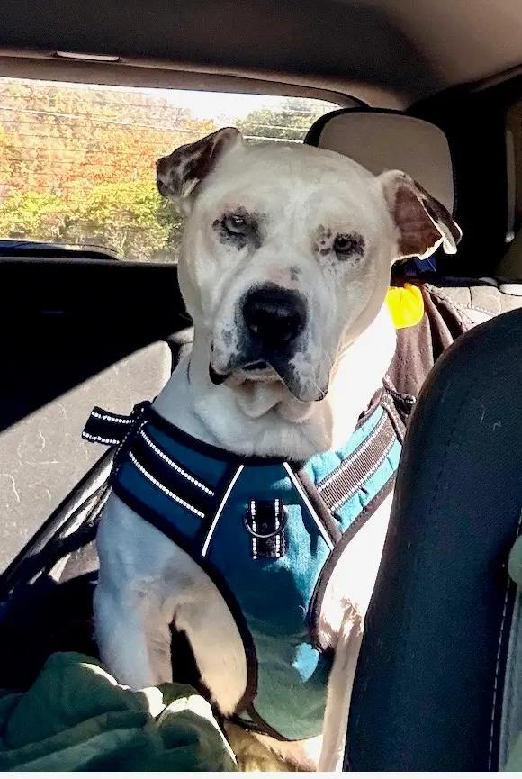 Ray, ADOPTABLE, Senior Male American Staffordshire Terrier.