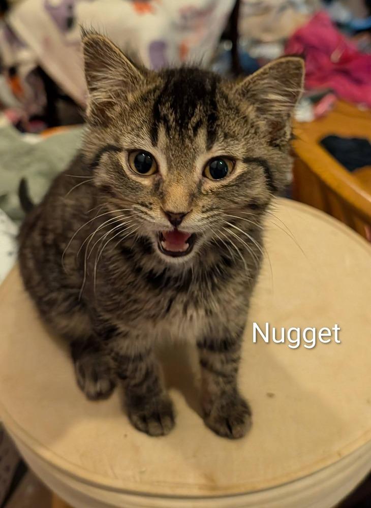 Nugget Rose, Adoptable, Kitten Male Domestic Medium Hair.