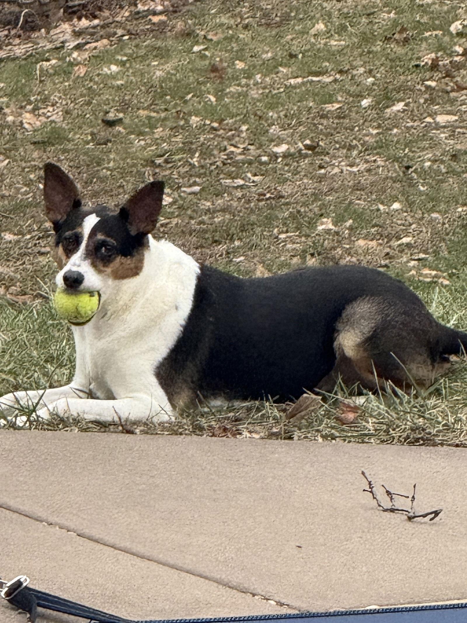 Enlarge Mochi, a Adoptable mixed breed in Fort Thomas, KY image 1/3