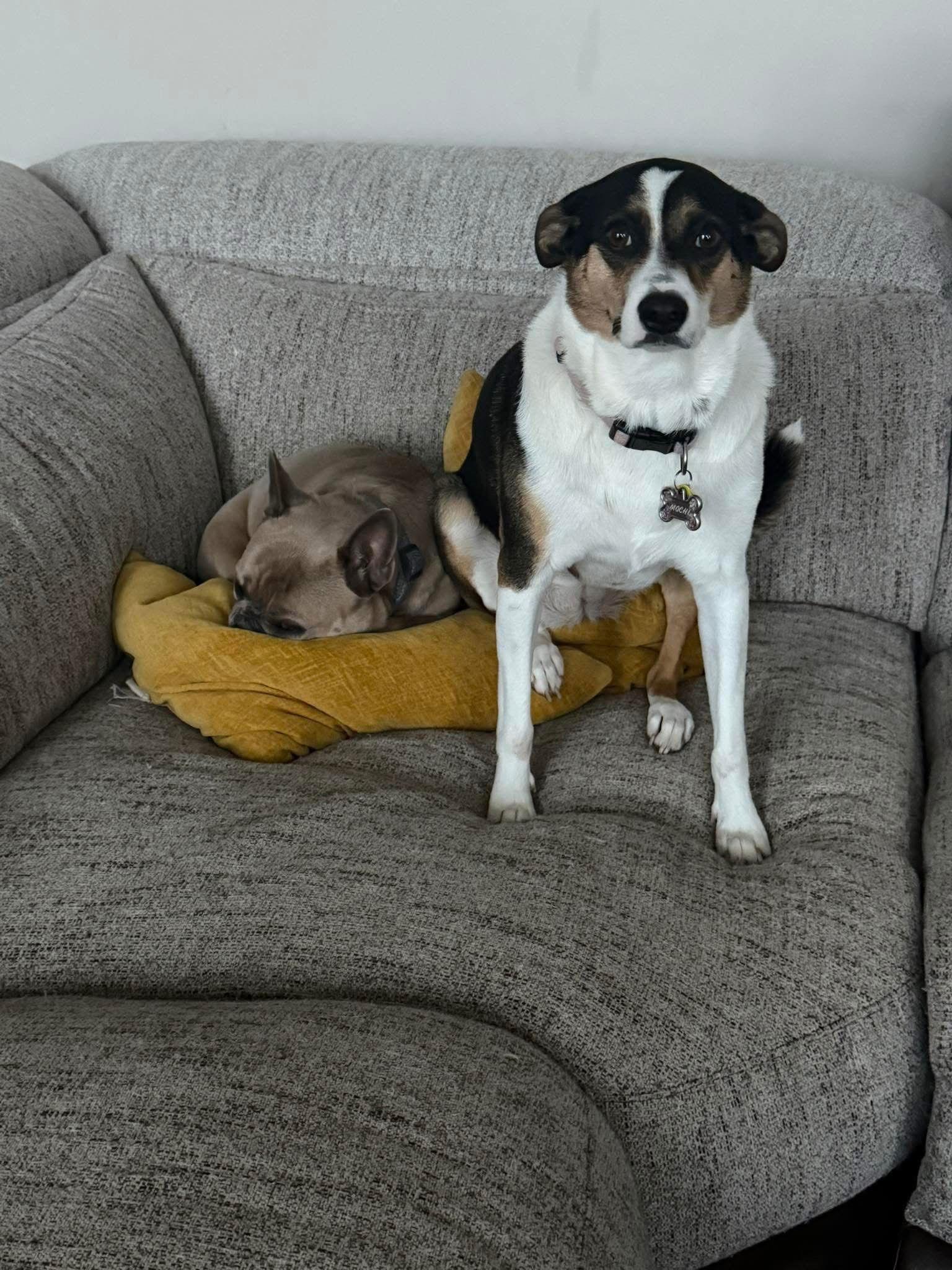 Enlarge Mochi, a Adoptable mixed breed in Fort Thomas, KY image 2/3