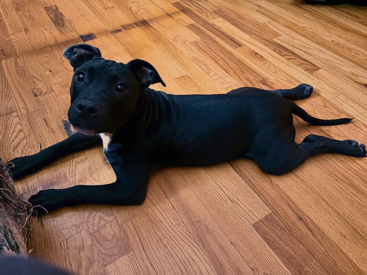 Grant , an adopted Mixed Breed in Highland, NY image 2/2