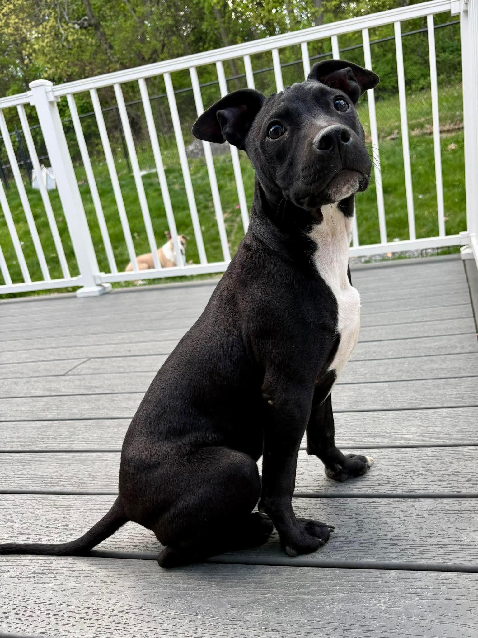 Grant , adopted, Puppy Male Mixed Breed.