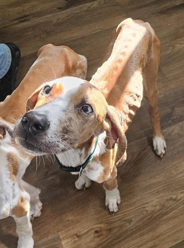 Bubba Green, Adoptable, Young Male Hound.