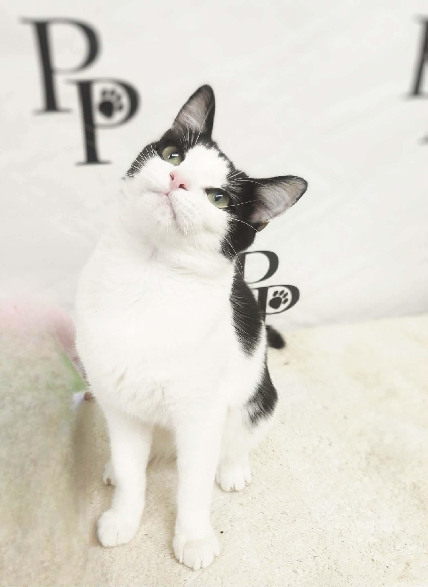 Enlarge Dapper Dan, a Adoptable Domestic Short Hair in Social Circle, GA image 1/3