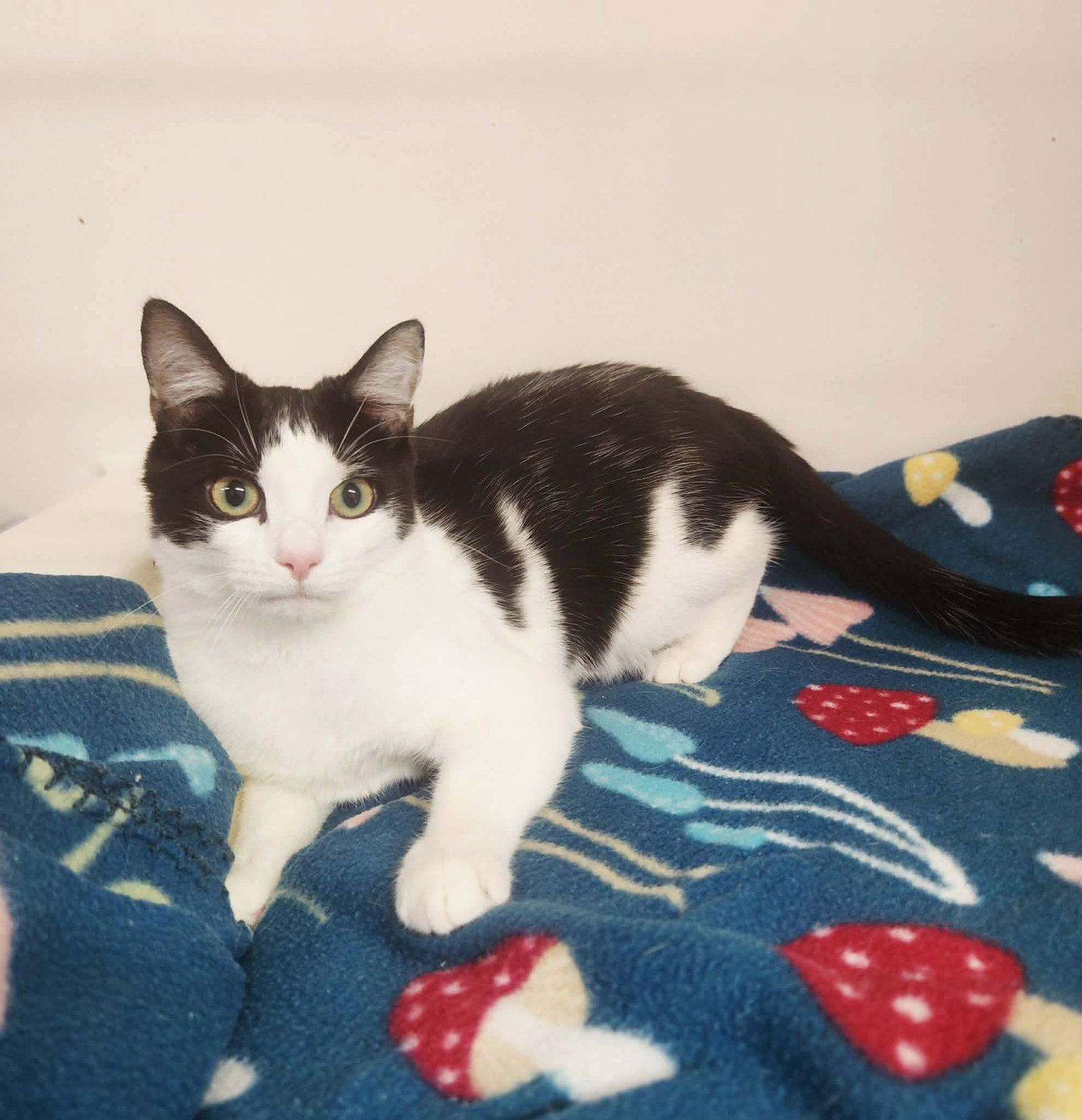 Dapper Dan, Adoptable, Young Male Domestic Short Hair.