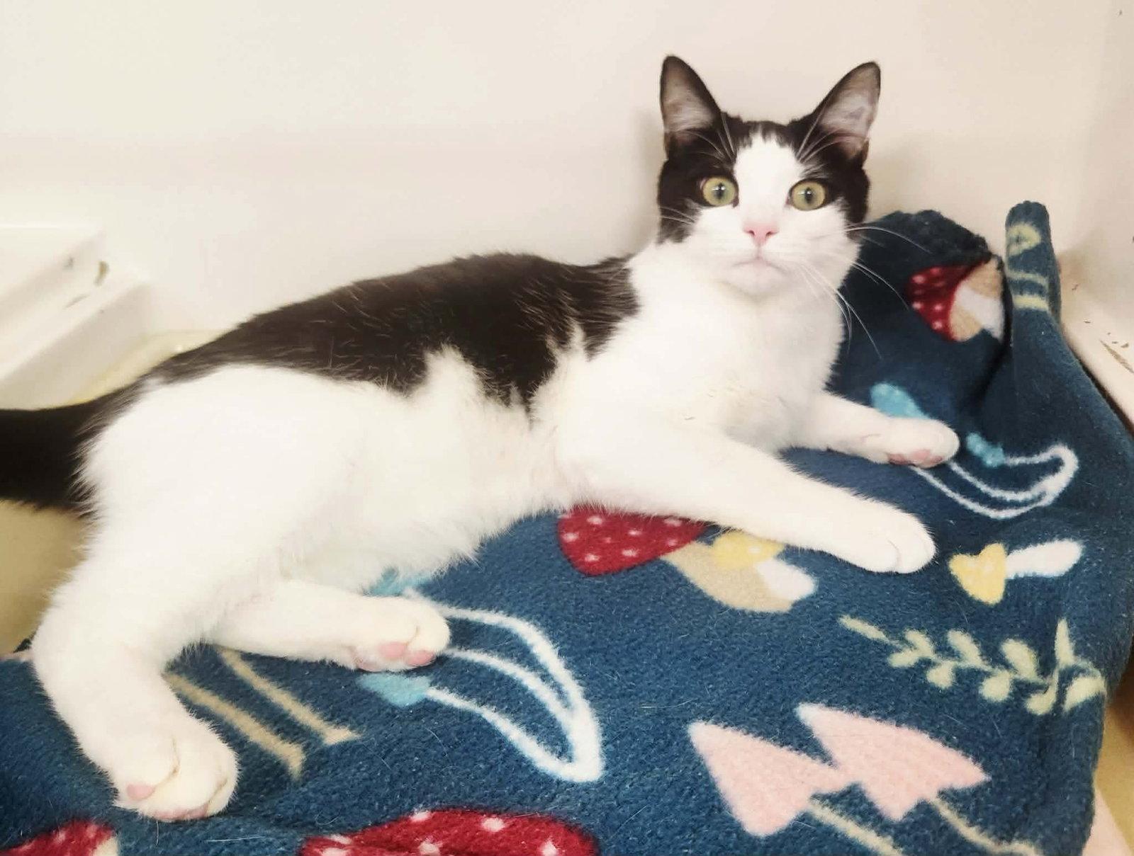 Enlarge Dapper Dan, a Adoptable Domestic Short Hair in Social Circle, GA image 3/3