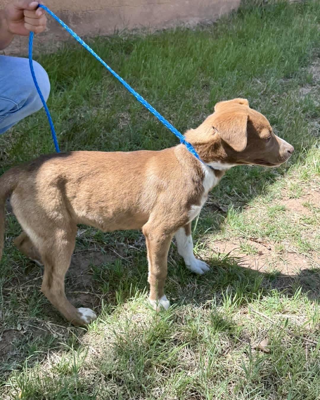 Delilah , a ADOPTABLE mixed breed in Dripping Springs, TX image 5/6