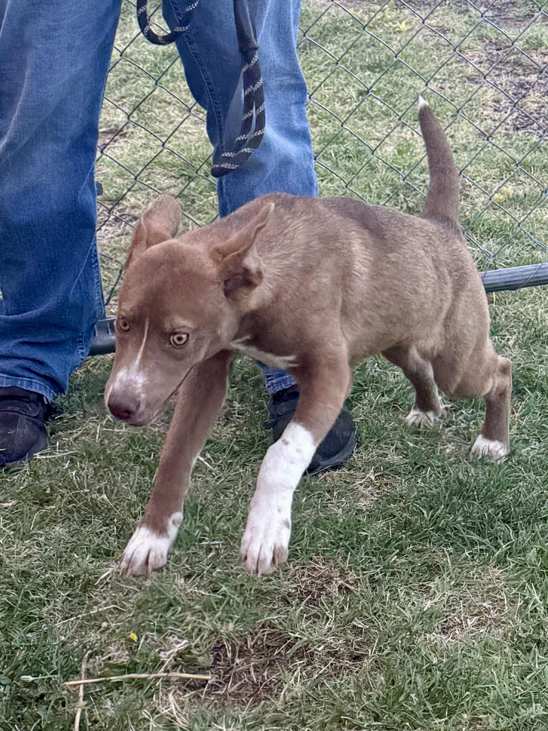 Delilah , a ADOPTABLE mixed breed in Dripping Springs, TX image 2/6