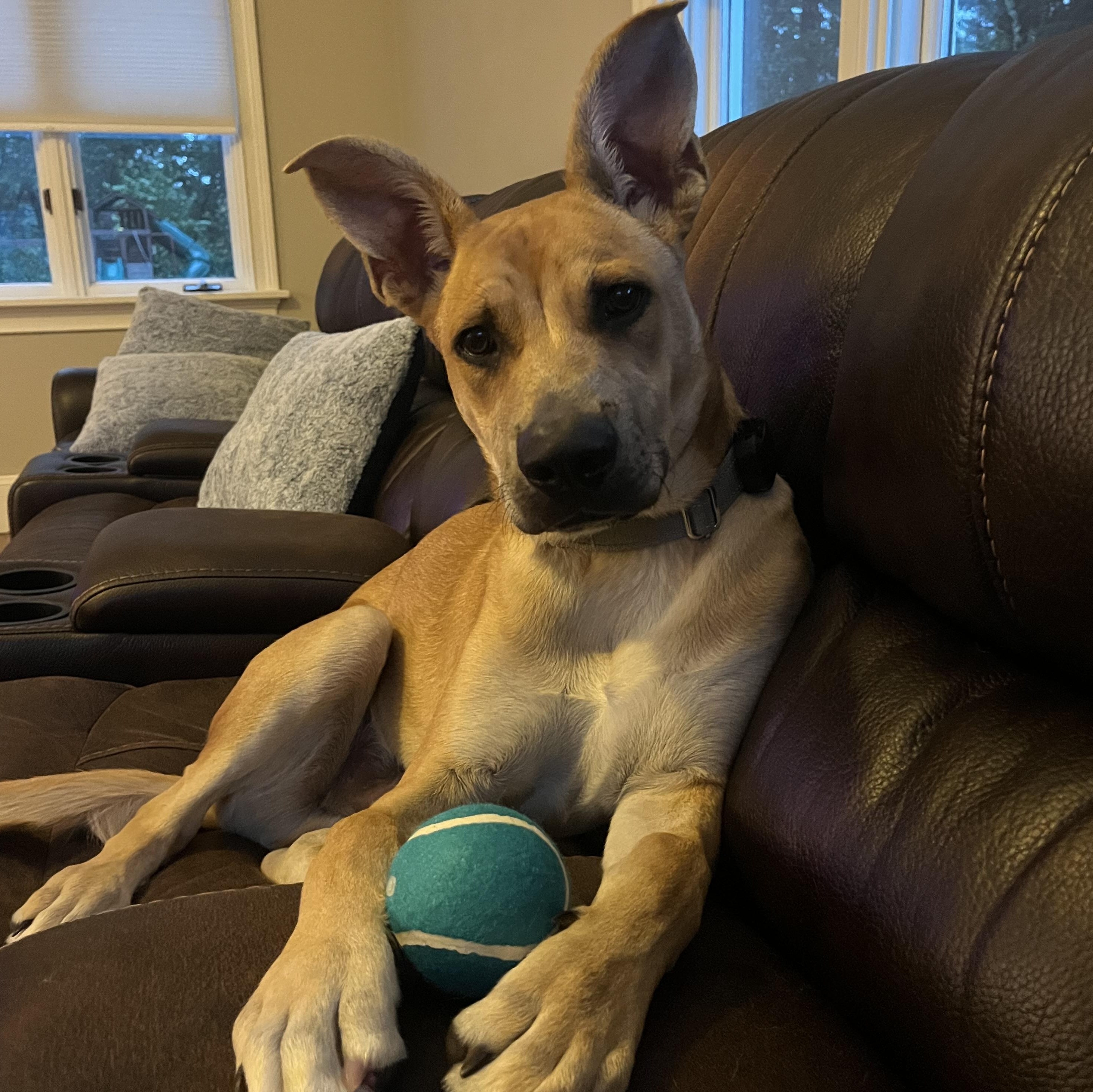 Enlarge River Bubbly - Local Pup, a Adoptable mixed breed in Andover, MA image 4/6