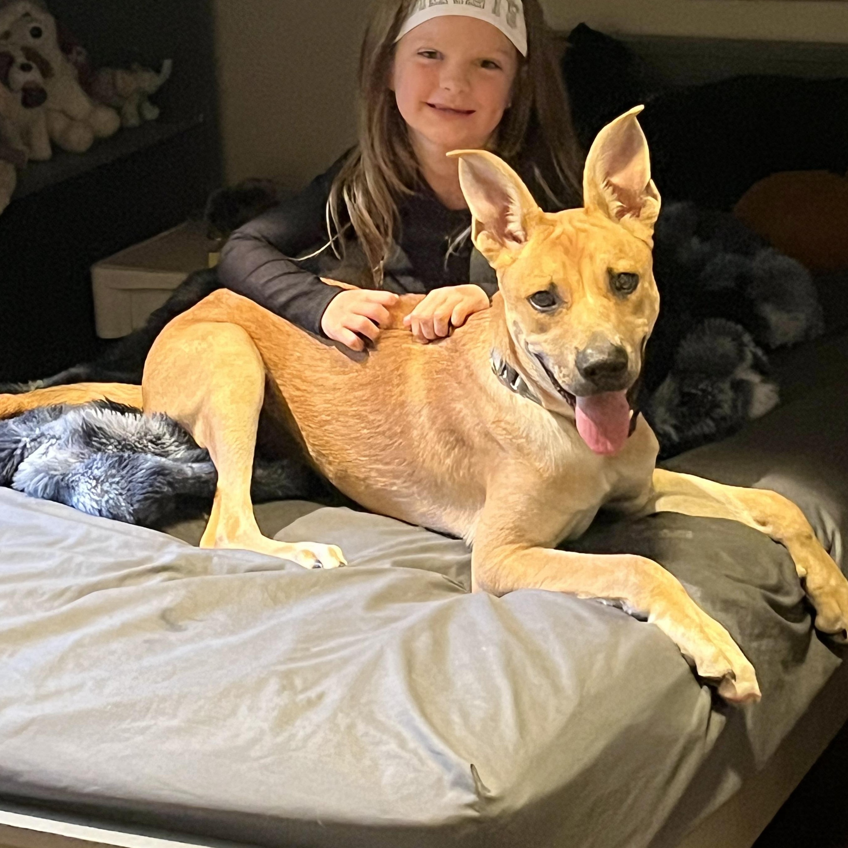 Enlarge River Bubbly - Local Pup, a Adoptable mixed breed in Andover, MA image 6/6