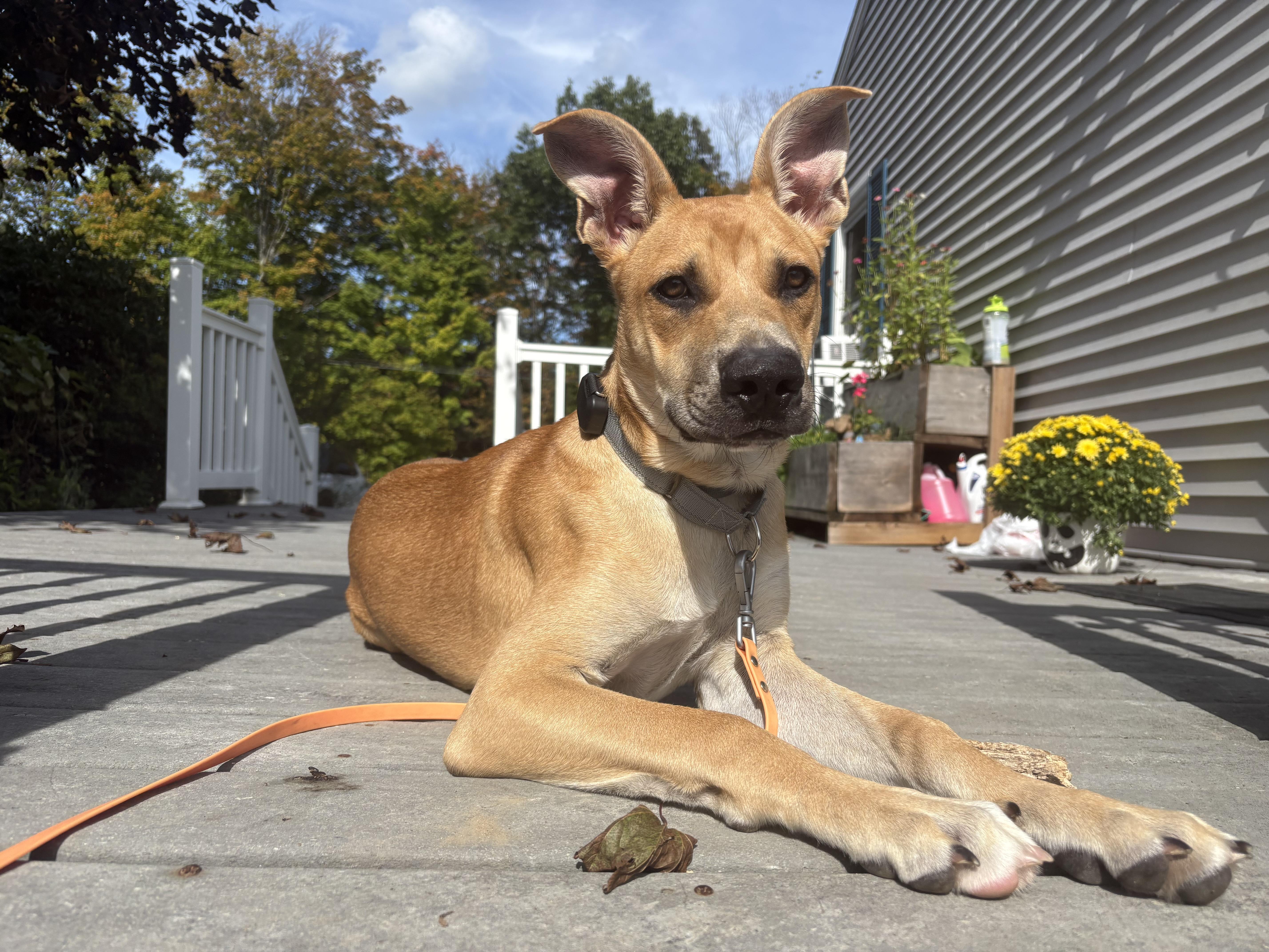 Enlarge River Bubbly - Local Pup, a Adoptable mixed breed in Andover, MA image 2/6