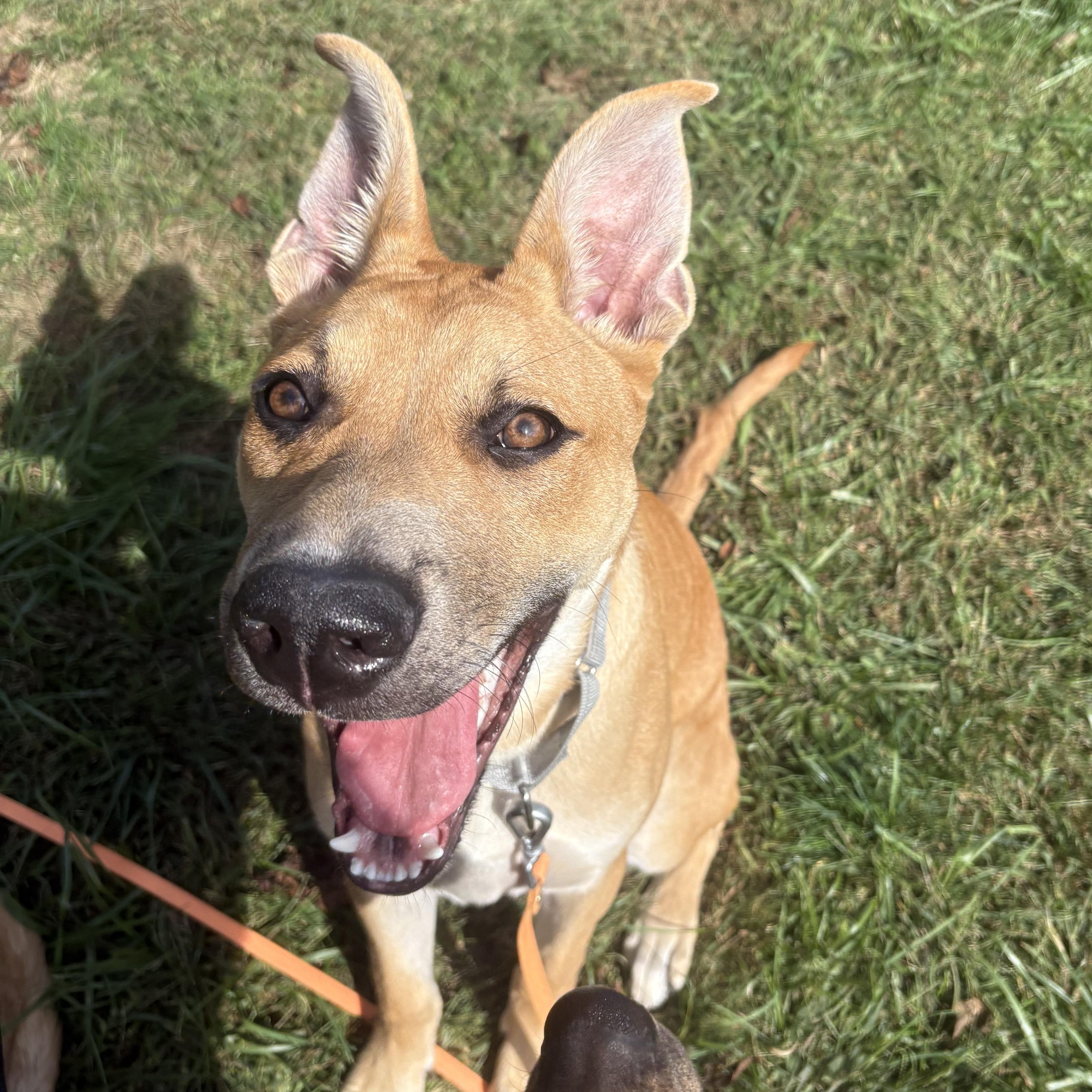 Enlarge River Bubbly - Local Pup, a Adoptable mixed breed in Andover, MA image 1/6