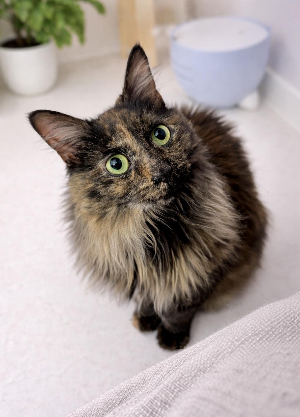 Stevie, a ADOPTABLE mixed breed in Norwalk , CT image 2/6