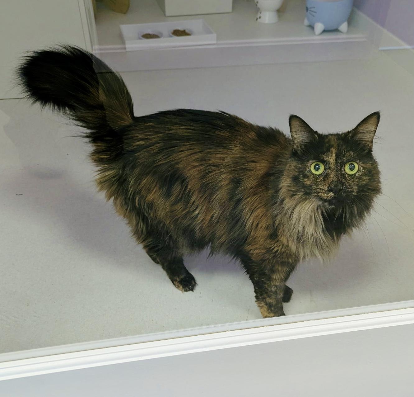 Stevie, a ADOPTABLE mixed breed in Norwalk , CT image 4/6