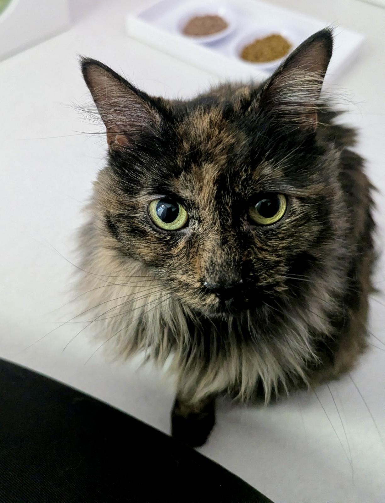 Stevie, a ADOPTABLE mixed breed in Norwalk , CT image 5/6