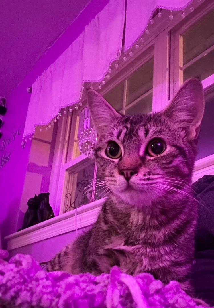 Enlarge Otto, a Adopted Domestic Short Hair in Totowa, NJ image 1/3