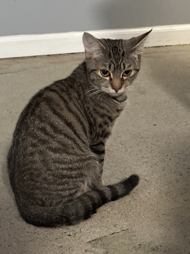 Enlarge Otto, a Adopted Domestic Short Hair in Totowa, NJ image 2/3