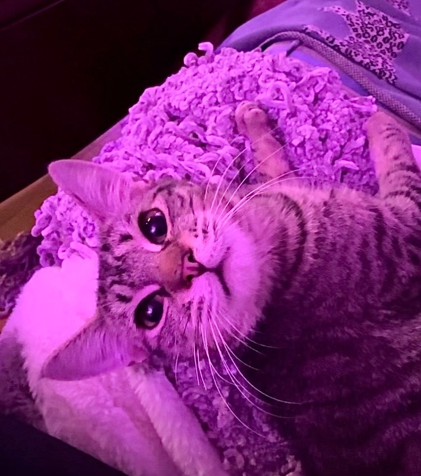 Enlarge Otto, a Adopted Domestic Short Hair in Totowa, NJ image 3/3