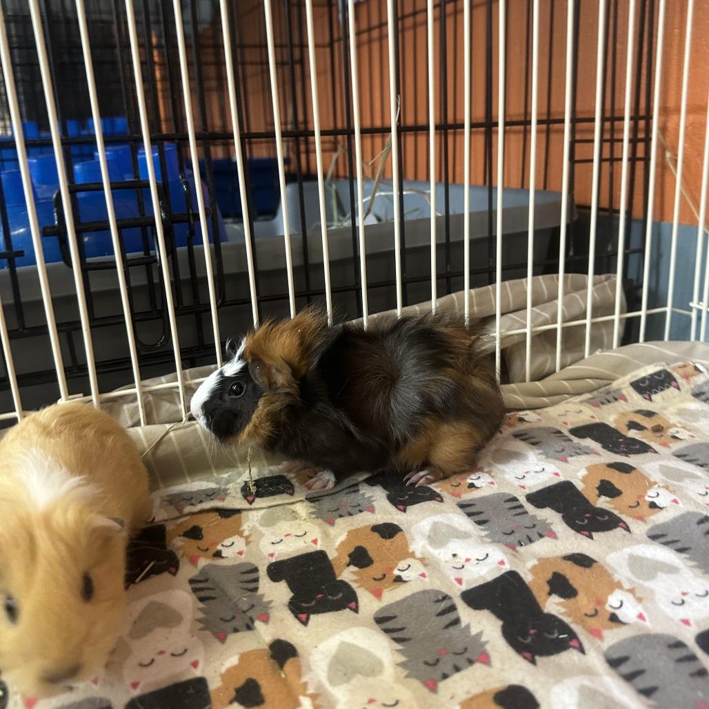 Brook, Adoptable, Baby Male Guinea Pig.