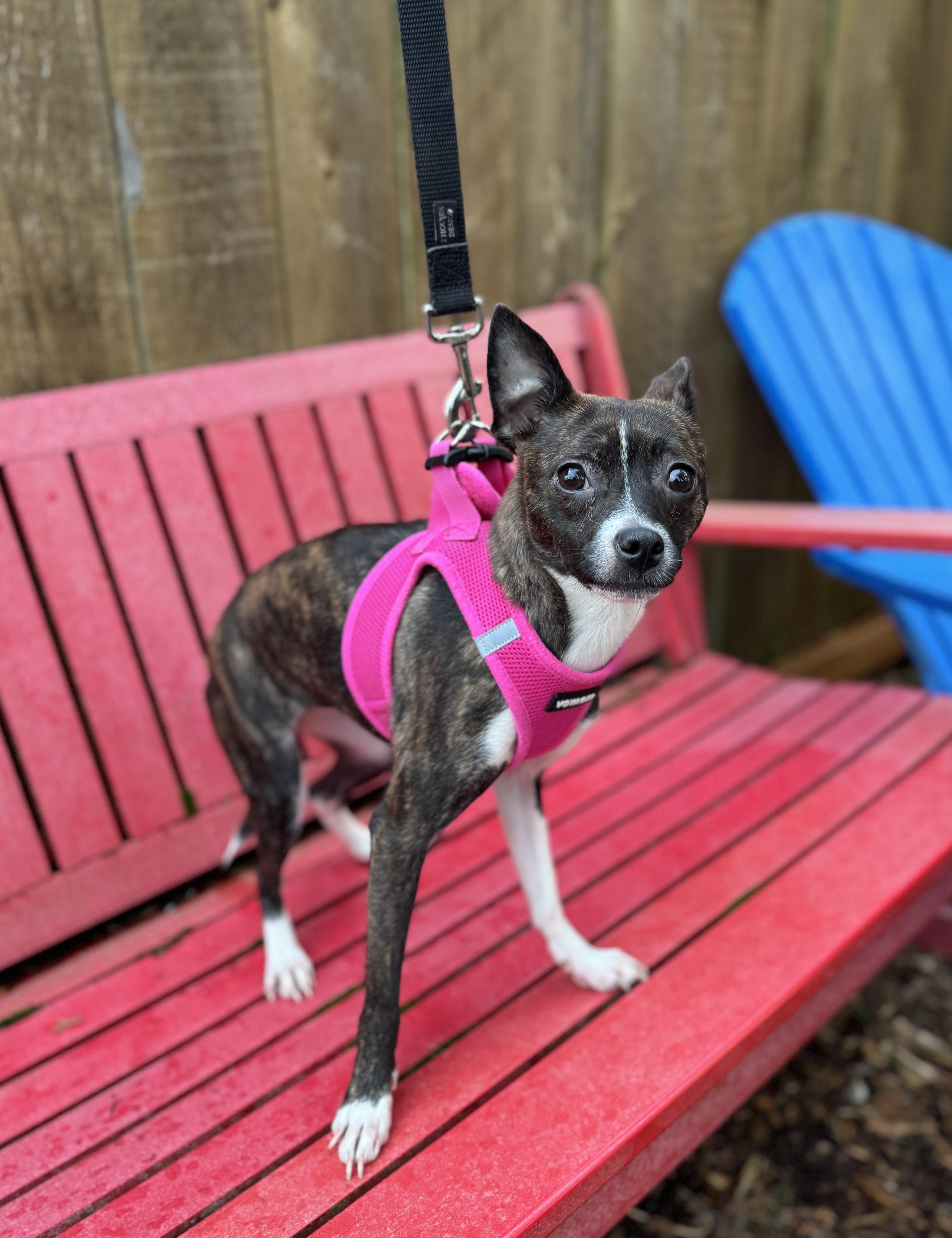 Enlarge Winnie, a Adoptable Chihuahua in lynnwood , WA image 5/6
