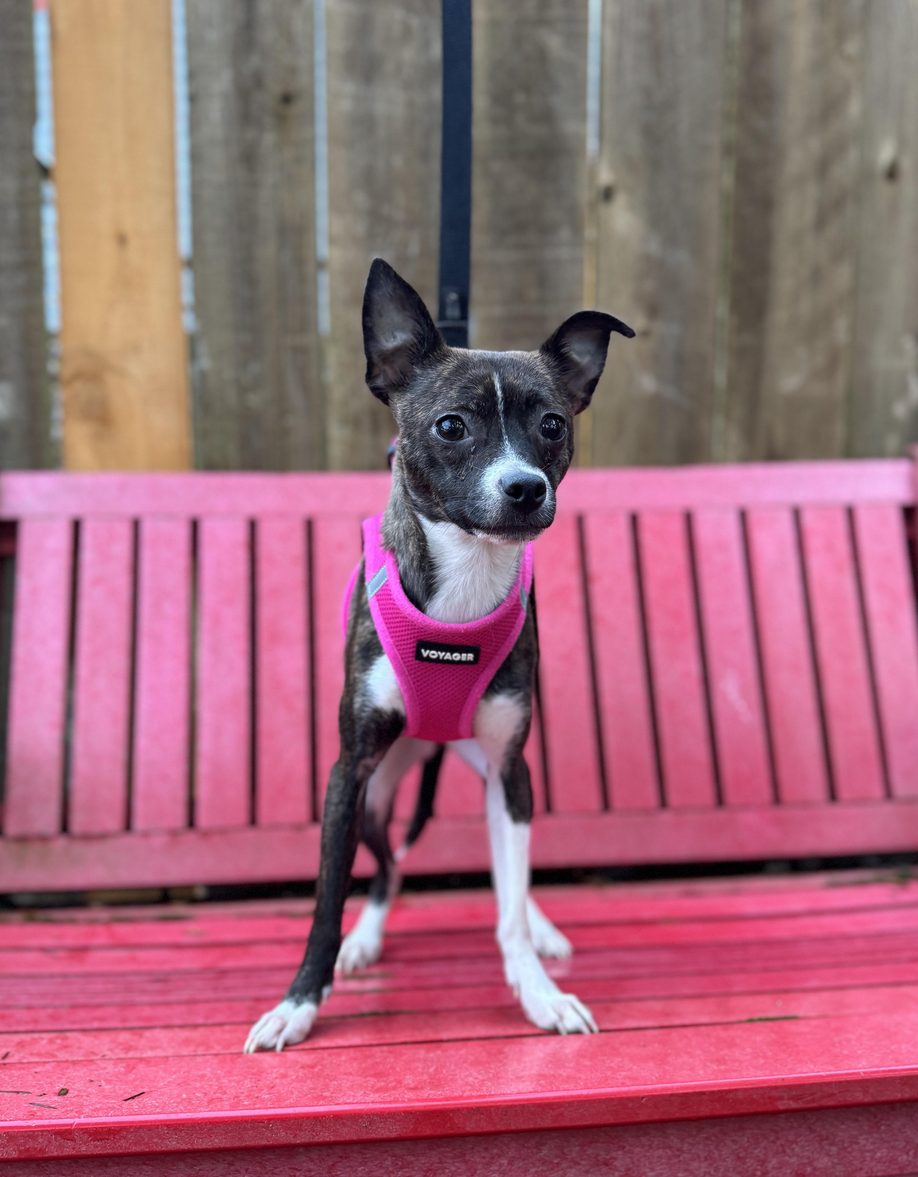 Enlarge Winnie, a Adoptable Chihuahua in lynnwood , WA image 6/6