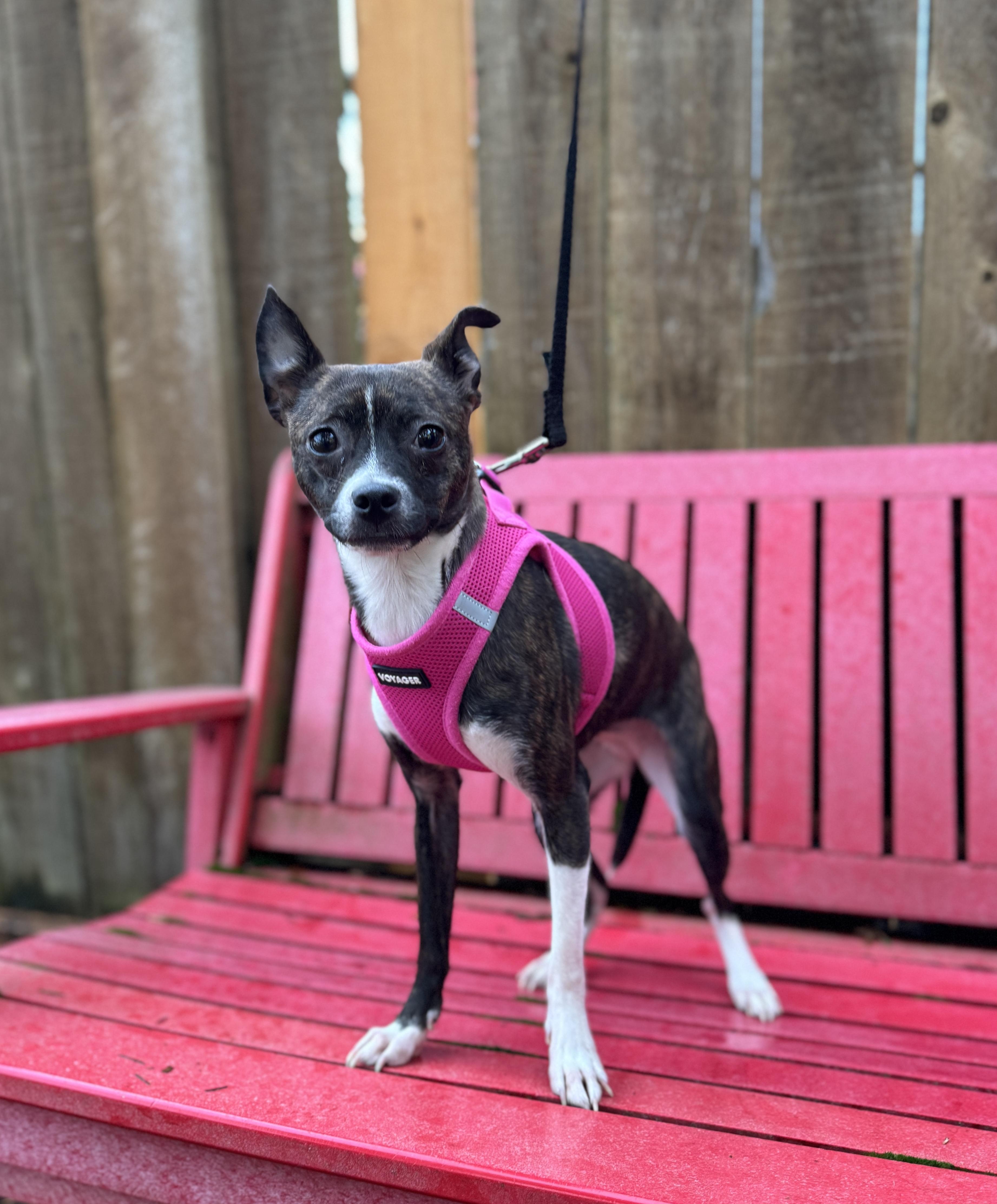 Winnie, Adoptable, Young Female Chihuahua.
