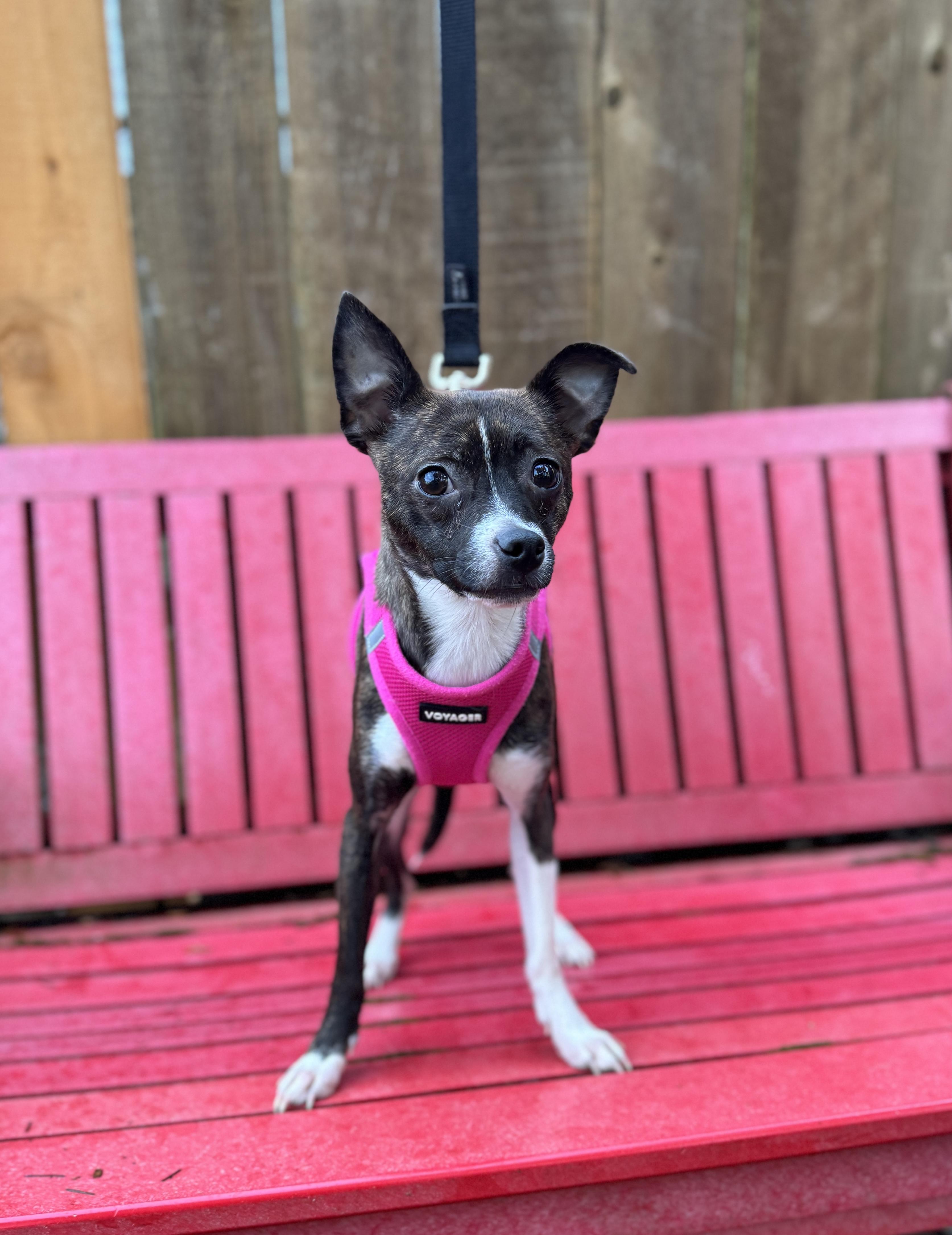 Enlarge Winnie, a Adoptable Chihuahua in lynnwood , WA image 2/6