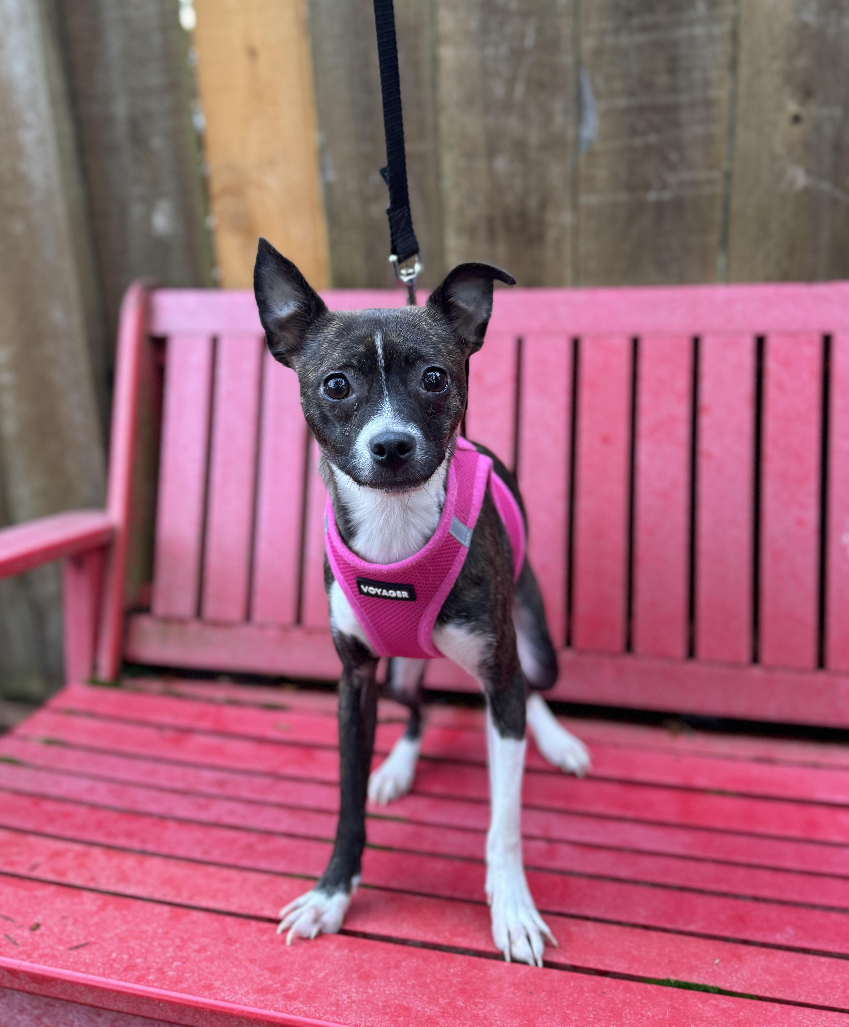 Enlarge Winnie, a Adoptable Chihuahua in lynnwood , WA image 3/6