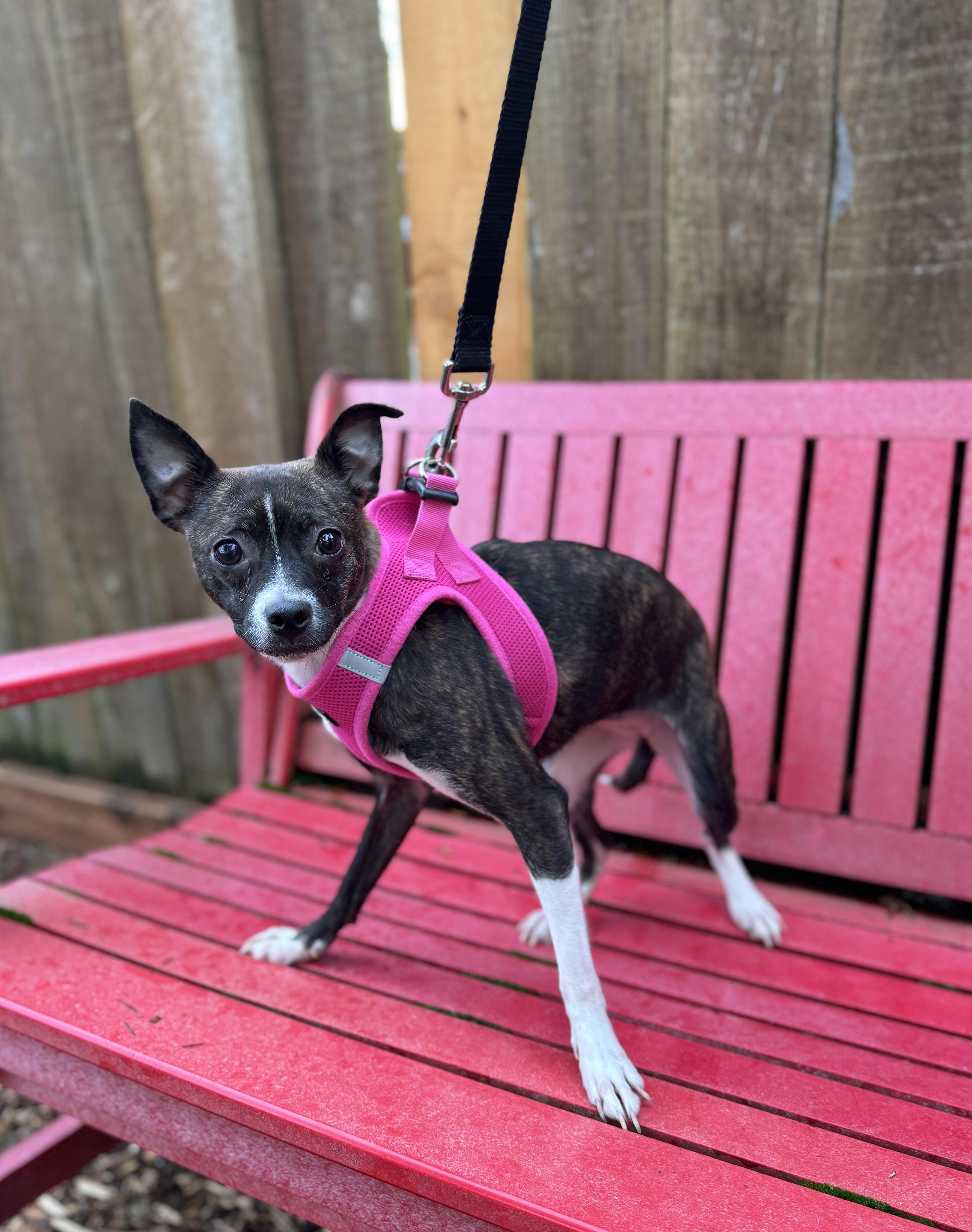 Enlarge Winnie, a Adoptable Chihuahua in lynnwood , WA image 4/6