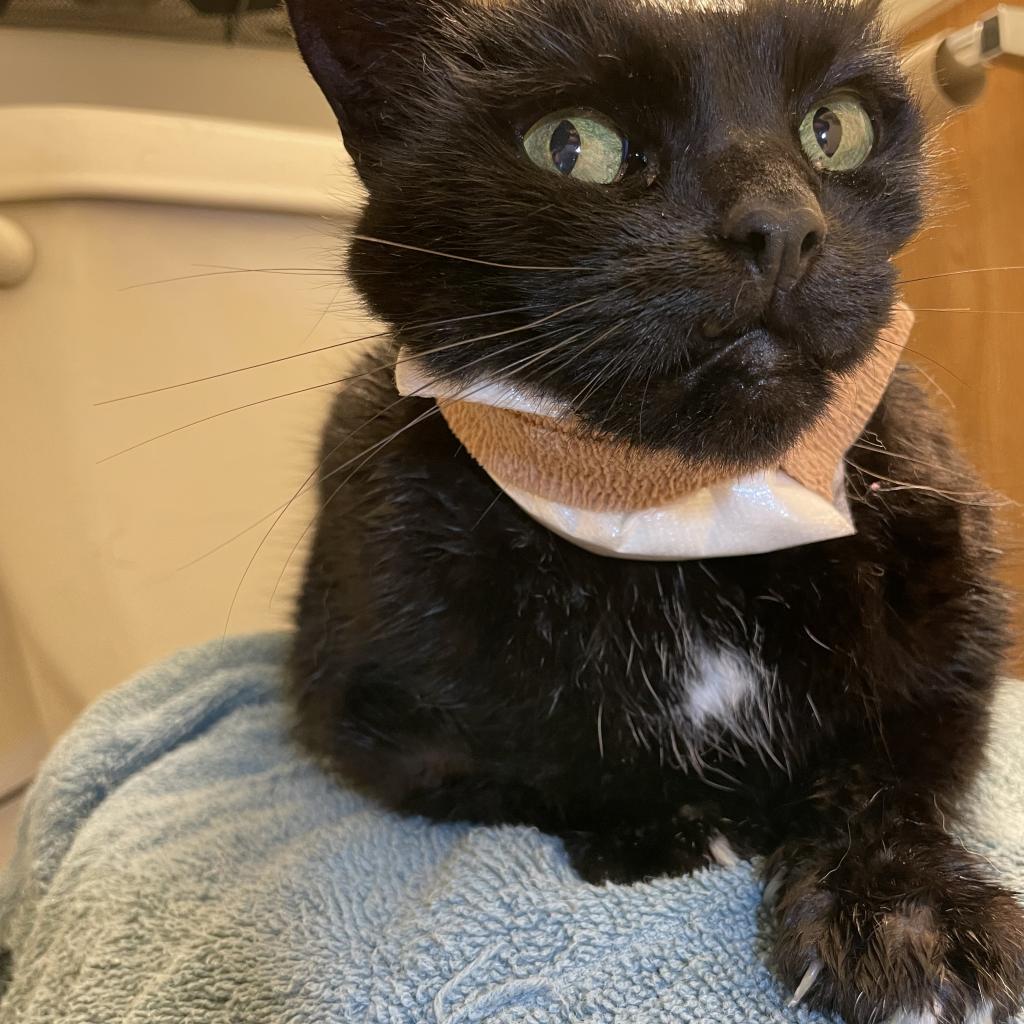 Enlarge Toes, a Adoptable Domestic Short Hair in Reisterstown, MD image 1/4