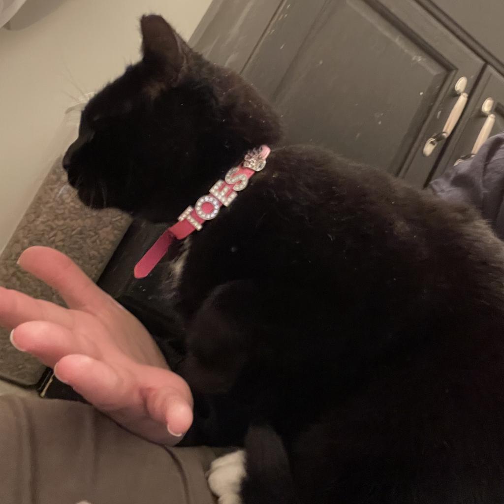 Enlarge Toes, a Adoptable Domestic Short Hair in Reisterstown, MD image 2/4