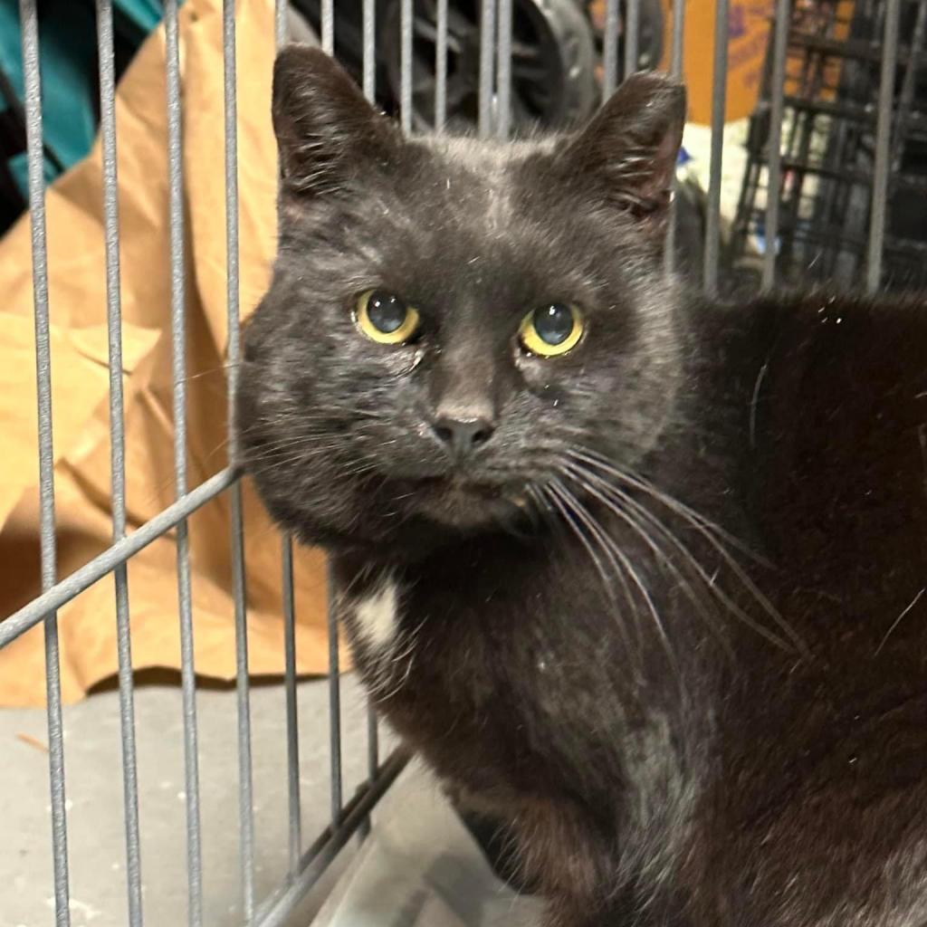 Enlarge Toes, a Adoptable Domestic Short Hair in Reisterstown, MD image 4/4